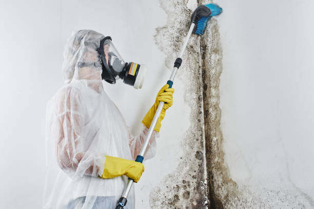 Best Crawl Space Mold Removal  in Caledonia, MN