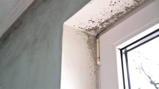Best Toxic Mold Removal  in Caledonia, MN