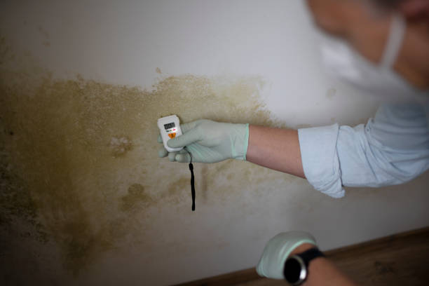 Best Mold Damage Repair  in Caledonia, MN
