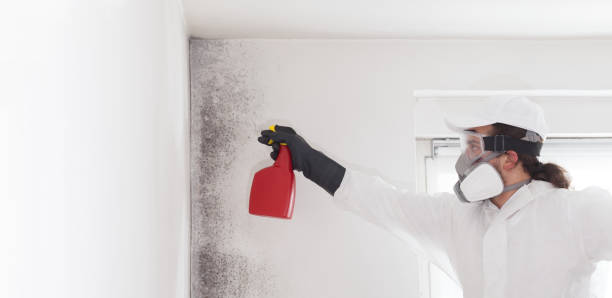 Best Certified Mold Removal  in Caledonia, MN