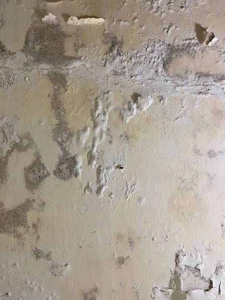 Trusted Caledonia, MN Mold Removal Experts
