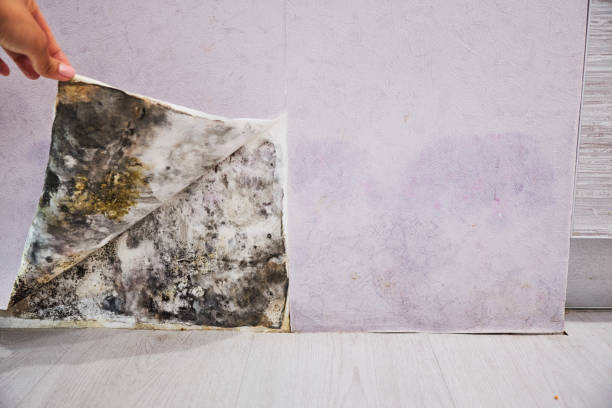 Best Emergency Mold Removal  in Caledonia, MN